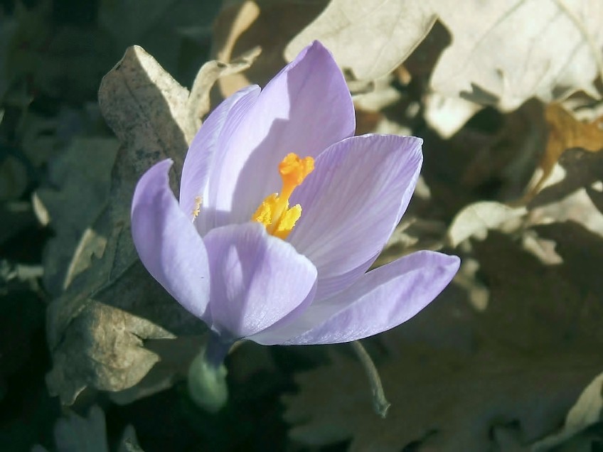 Crocus da determinare